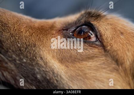 Die braunen Augen eines liebenswerten Mischhundes, der mit zärtlichem Blick auf den Besitzer blickt, Makrofotografie, Kopierraum Stockfoto