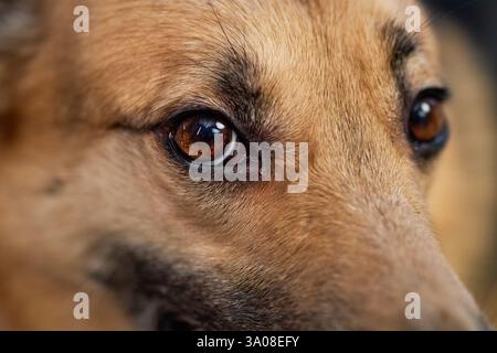 Nahaufnahme von niedlichen Mischlingshunden, die mit braunen Augen in die Kamera blicken, Makrofotografie, Kopierraum Stockfoto