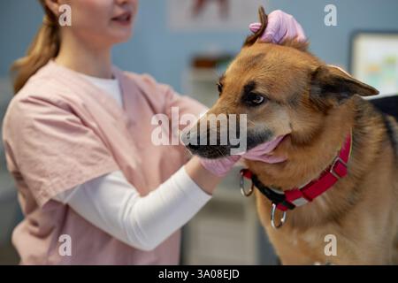 Nahaufnahme auf den Händen des Tierarztes in Handschuhen untersuchen die Zähne des Hundes während der Routine Zahngesundheit Check-up im Tierarztbüro, Kopierraum Stockfoto