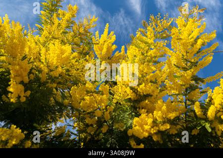 Hellgelbe Mimosa-Blüten sind auf zarten Zweigen vor einem klaren blauen Himmel angesammelt Stockfoto