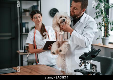 Das Tier in der Hand halten. Männliche und weibliche Ärzte kümmern sich in der Klinik um den maltesischen Hund. Stockfoto