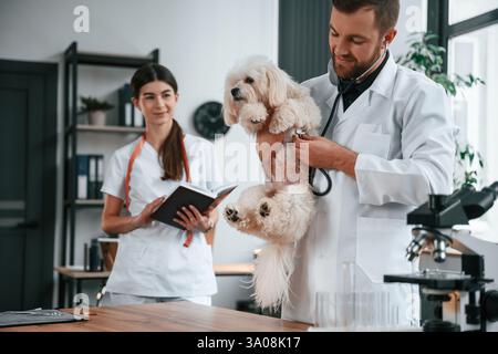 Das Tier in der Hand halten. Männliche und weibliche Ärzte kümmern sich in der Klinik um den maltesischen Hund. Stockfoto