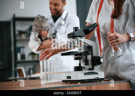 Frau arbeitet mit Reagenzgläsern. Männliche und weibliche Ärzte kümmern sich in der Klinik um die schottische Falten-graue Tabbykatze. Stockfoto