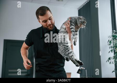 Der Groomer kümmert sich um die schottische Falten-graue Tabby-Katze drinnen. Stockfoto