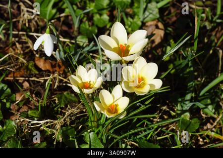 Gelbe Blüten der Krokusfamilie Iridaceae und eines Schneeglöckchens (Galanthus nivalis). Holländischer Garten. Zwischen verblassten, verwelkten Blättern. März Stockfoto