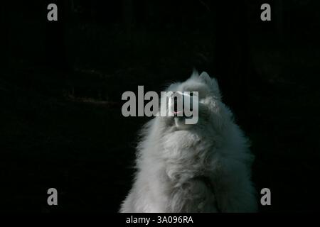 Ein weißer, schöner Samoidenhund sitzt in einem dunklen Wald, der von einem Sonnenstrahl beleuchtet wird. Stockfoto