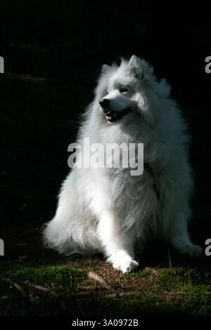 Ein weißer, schöner Samoidenhund sitzt in einem dunklen Wald, der von einem Sonnenstrahl beleuchtet wird. Vertikales Foto Stockfoto