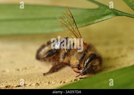 Nahaufnahme toter Bienen - Konzept von Umweltproblemen und Risiken des Bienenaussterbens Stockfoto