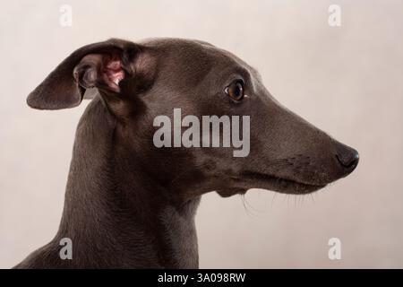 Nahaufnahme Seitenporträt eines kleinen italienischen windhunds Stockfoto