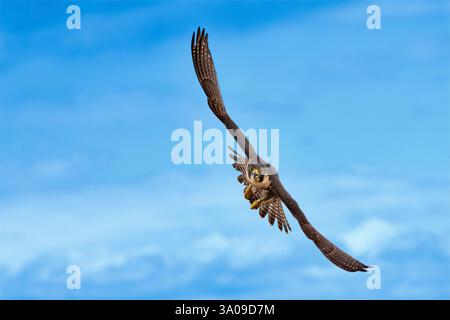 Peregrine Falke (Falco peregrinus). Erwachsene Frau im Flug. Deutschland Stockfoto