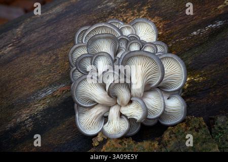 Essbare Pilze mit ausgezeichnetem Geschmack, Pleurotus ostreatus Gruppe von Pilzen, die auf dem toten Stamm eines Baumes wachsen. Stockfoto