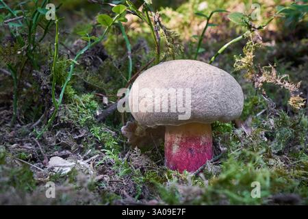 ungenießbare Pilz wächst in Wäldern, Mitteleuropa, Boletus calopus Stockfoto