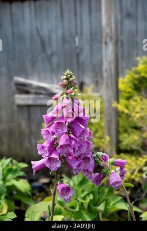 Nahaufnahme einer blühenden lila Fuchshandschuhblume in der Nähe eines rustikalen Zauns Stockfoto