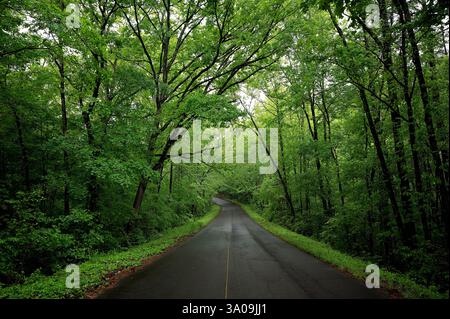 Eine kurvige Straße durch einen üppigen grünen Wald nach Regenfällen Stockfoto