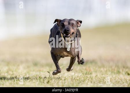 American Hairless Terrier Running Lure Course Sprint Dog Sport Stockfoto
