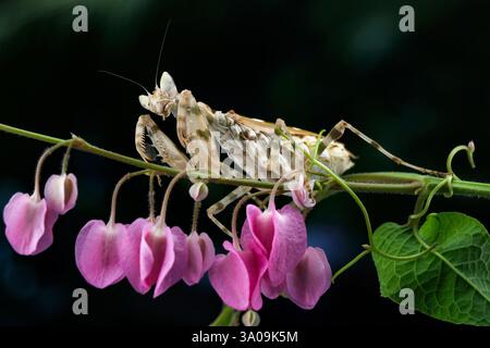 Nahaufnahme der Armee-Mantis auf der rosa Blume Stockfoto