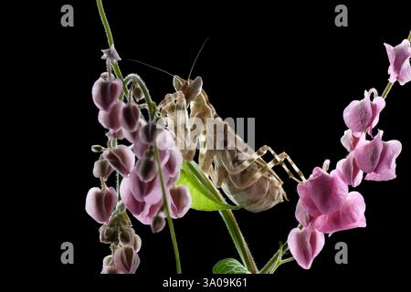 Nahaufnahme der Armee-Mantis auf der rosa Blume Stockfoto