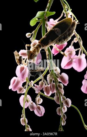 Nahaufnahme der Armee-Mantis auf der rosa Blume Stockfoto