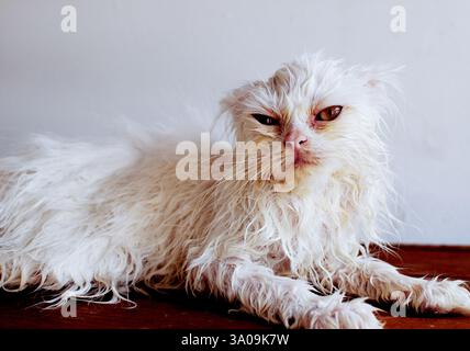 Lustige Wet Cat Nach Bath Stockfoto