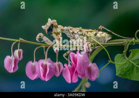 Nahaufnahme der Armee-Mantis auf der rosa Blume Stockfoto