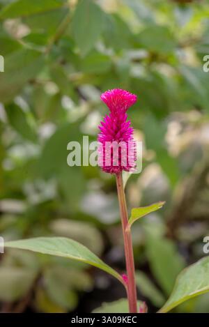 Silber Cockscomb (Celosia argentea) - Kampala Uganda Stockfoto