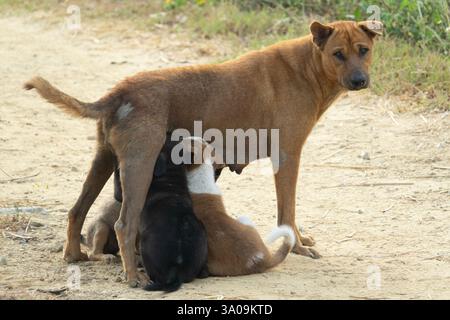 Streunender Hund mit Welpen in Thailand Stockfoto