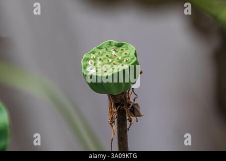 Heilige Lotusblüte nach dem Entfernen der Blütenblätter. Karpillare Aufnahme sichtbar. In Bangkok, Thailand. Stockfoto
