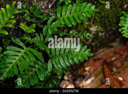 Nahaufnahme lebendiger grüner Farne, die auf feuchtem Waldboden wachsen Stockfoto