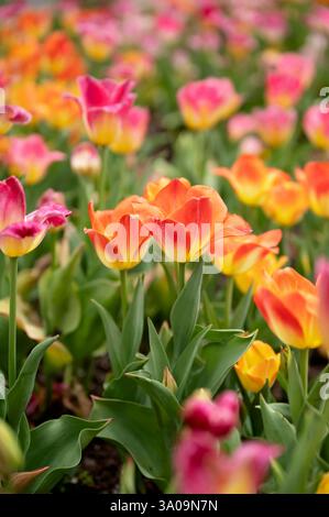 Ein Feld mit leuchtenden orangefarbenen, rosa und gelben Tulpen, die im Frühling blühen Stockfoto