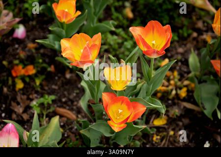 Leuchtende orange und gelbe Tulpen blühen im Frühling im Garten Stockfoto