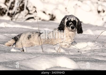 Callie im Schnee Stockfoto