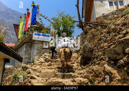 Yak Caravan transportieren schwere Taschen mit Zeug zum Everest Base Camp Trek im Himalaya, Nepal an einem sonnigen Tag auf einem schmalen Bergpfad. Tiere tragen Stockfoto