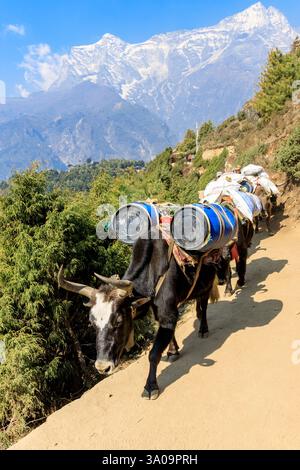 Yak Caravan transportieren schwere Taschen mit Zeug zum Everest Base Camp Trek im Himalaya, Nepal an einem sonnigen Tag auf einem schmalen Bergpfad. Tiere tragen Stockfoto