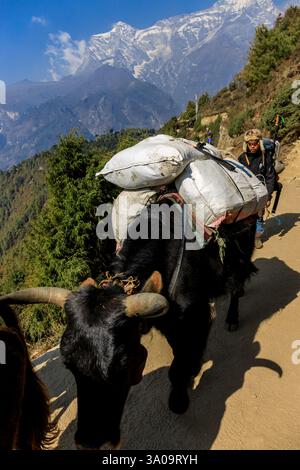 Yak Caravan transportieren schwere Taschen mit Zeug zum Everest Base Camp Trek im Himalaya, Nepal an einem sonnigen Tag auf einem schmalen Bergpfad. Tiere tragen Stockfoto