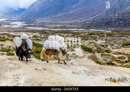 Yak Caravan transportieren schwere Taschen mit Zeug zum Everest Base Camp Trek im Himalaya, Nepal an einem sonnigen Tag auf einem schmalen Bergpfad. Tiere tragen Stockfoto