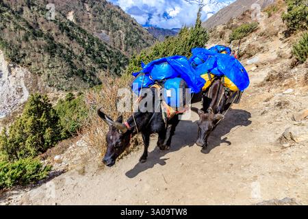Yak Caravan transportieren schwere Taschen mit Zeug zum Everest Base Camp Trek im Himalaya, Nepal an einem sonnigen Tag auf einem schmalen Bergpfad. Tiere tragen Stockfoto