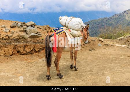 Yak Caravan transportieren schwere Taschen mit Zeug zum Everest Base Camp Trek im Himalaya, Nepal an einem sonnigen Tag auf einem schmalen Bergpfad. Tiere tragen Stockfoto