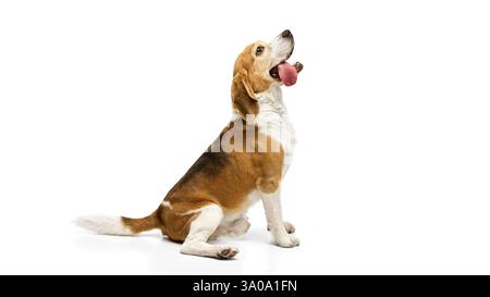 Porträt eines energiegeladenen, verspielten Beagle, der mit der Zunge nach oben sitzt und neugierig vor weißem Studiohintergrund aufblickt. Stockfoto