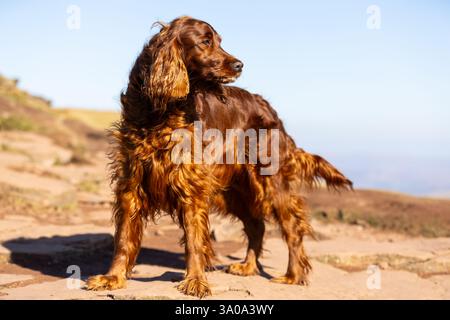 Weiblicher irischer Red Setter-Hund, fotografiert in den Bergen von Südwales, Großbritannien Stockfoto