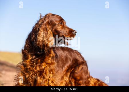 Weiblicher irischer Red Setter-Hund, fotografiert in den Bergen von Südwales, Großbritannien Stockfoto