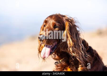 Weiblicher irischer Red Setter-Hund, fotografiert in den Bergen von Südwales, Großbritannien Stockfoto