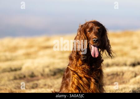 Weiblicher irischer Red Setter-Hund, fotografiert in den Bergen von Südwales, Großbritannien Stockfoto