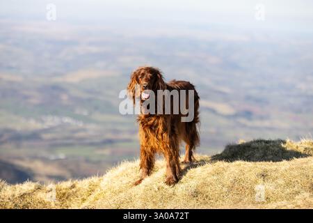 Weiblicher irischer Red Setter-Hund, fotografiert in den Bergen von Südwales, Großbritannien Stockfoto