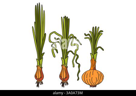 Handgezeichnete botanische bunte Sammlung mit saftigen Zwiebeln isoliert auf weißem Hintergrund. Zeichentricksatz Gemüse Vektor Illustration. Grafikdesign Stock Vektor