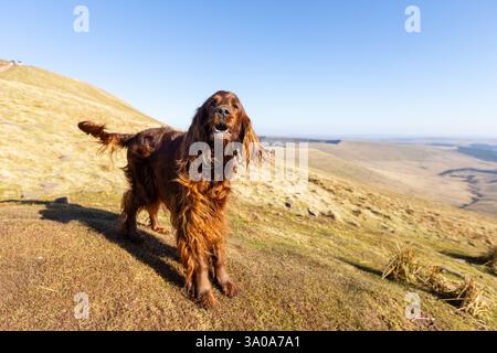 Weiblicher irischer Red Setter-Hund, fotografiert in den Bergen von Südwales, Großbritannien Stockfoto