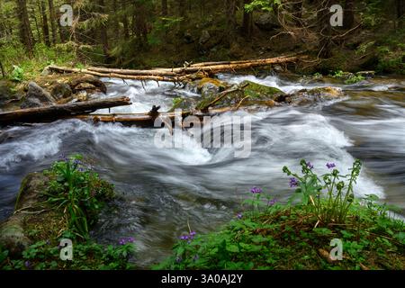 Ein stürmischer, voll fließender Bergfluss im Wald. Fließendes Wasser im üppigen Quellwald. Wildnisszene Stockfoto