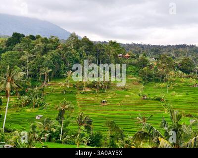 Üppig grüne Reisterrassen in einer tropischen Landschaft in ländlichen Dörfern Stockfoto
