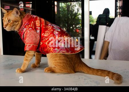 Thailändische einheimische Ingwerkatzen, die traditionelle chinesische Kleidung tragen, sitzen auf dem Tisch beim chinesischen Neujahrsfest im Haus von Bangkok, Thailand Stockfoto