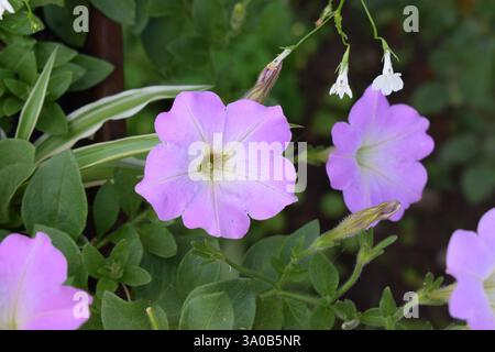 Eine Nahaufnahme mehrerer hellvioletter Blüten mit grünen Blättern im Hintergrund. Die Blüten haben fünf Blütenblätter mit jeweils einem markanten Mittelteil. Schließen Stockfoto