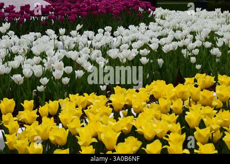 Ein Garten mit Tulpenreihen in verschiedenen Farben. Vorne sind hellgelbe Tulpen, gefolgt von weißen Tulpen in der Mitte. Im Hintergrund Stockfoto